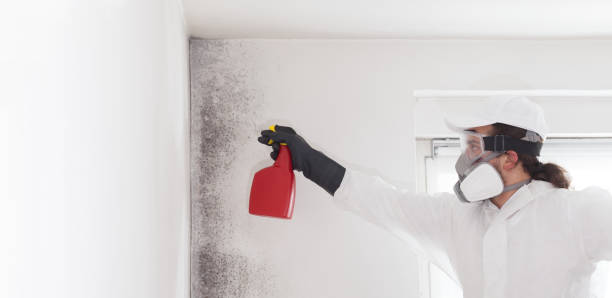 Best Residential Mold Removal  in Siesta Shores, TX