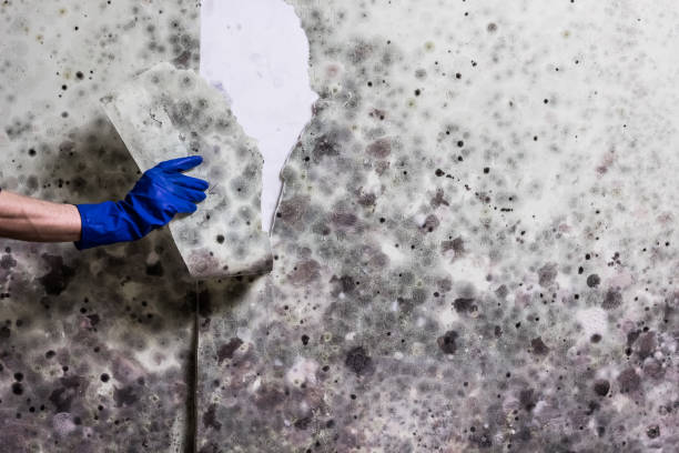 Certified Mold Removal in Siesta Shores, TX