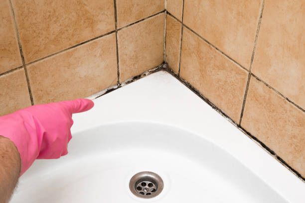 Best Mold Damage Repair  in Siesta Shores, TX